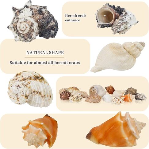 ويوكسبر 15 قطعة من اصداف السلطعون الناسك - 15 نوعًا من اصداف البحر الكبيرة النمو تيربو، فتحة 0.8 انش - 1.5 انش من اصداف البحر الطبيعية لمستلزمات السلطعون الناسك، ديكور حوض السمك in Kuwait