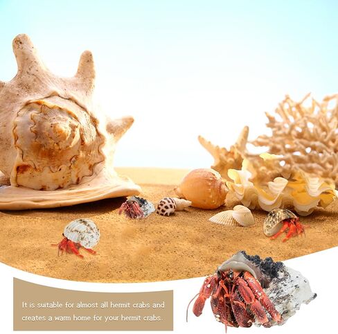 ويوكسبر 15 قطعة من اصداف السلطعون الناسك - 15 نوعًا من اصداف البحر الكبيرة النمو تيربو، فتحة 0.8 انش - 1.5 انش من اصداف البحر الطبيعية لمستلزمات السلطعون الناسك، ديكور حوض السمك in Kuwait