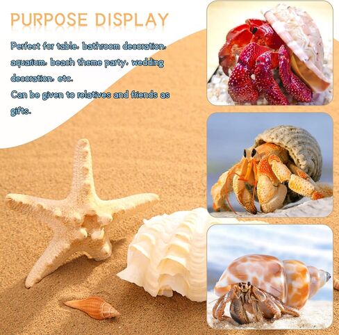 ويوكسبر 15 قطعة من اصداف السلطعون الناسك - 15 نوعًا من اصداف البحر الكبيرة النمو تيربو، فتحة 0.8 انش - 1.5 انش من اصداف البحر الطبيعية لمستلزمات السلطعون الناسك، ديكور حوض السمك in Kuwait