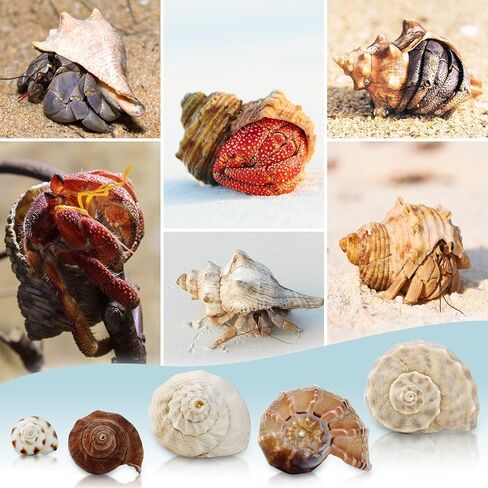 ويوكسبر 15 قطعة من اصداف السلطعون الناسك - 15 نوعًا من اصداف البحر الكبيرة النمو تيربو، فتحة 0.8 انش - 1.5 انش من اصداف البحر الطبيعية لمستلزمات السلطعون الناسك، ديكور حوض السمك in Kuwait
