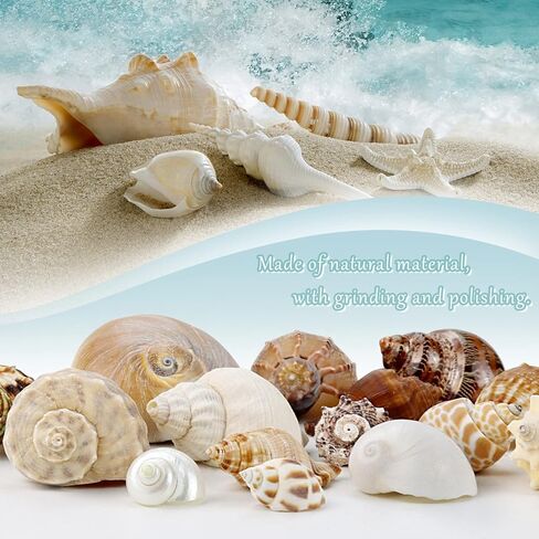 ويوكسبر 15 قطعة من اصداف السلطعون الناسك - 15 نوعًا من اصداف البحر الكبيرة النمو تيربو، فتحة 0.8 انش - 1.5 انش من اصداف البحر الطبيعية لمستلزمات السلطعون الناسك، ديكور حوض السمك in Kuwait