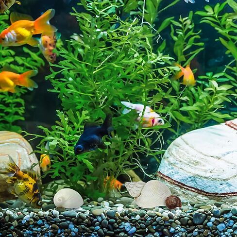 ويوكسبر 15 قطعة من اصداف السلطعون الناسك - 15 نوعًا من اصداف البحر الكبيرة النمو تيربو، فتحة 0.8 انش - 1.5 انش من اصداف البحر الطبيعية لمستلزمات السلطعون الناسك، ديكور حوض السمك in Kuwait