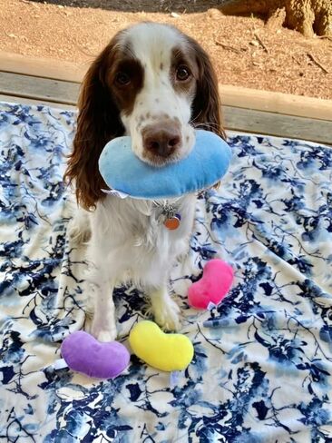 Midlee Jelly Bean Easter Dog Toy- Set of 4 (Small) in Saudi Arabia
