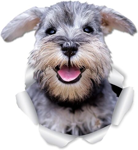 Winston & Bear Super Schnauzer Dog Wall Decals - 2 Pack - Schnauzer 3D Sticker Decals for Walls, Cars, Toilet and More - Retail Packaged Gray Schnauzer Gifts in Kuwait