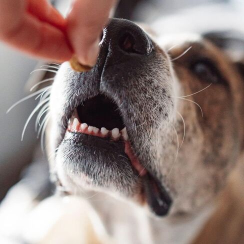 مكافآت الكلاب الخالية من الحبوب من Wellness CORE - 2 حزمة متنوعة من النكهات: (1) كل منها: مفاصل صحية من لحم البقر المطاطي المخبوز، ولحم البقر المعبأ بالطاقة من لحم الغزال المطاطي المتشنج (4-8 أونصات) in Kuwait