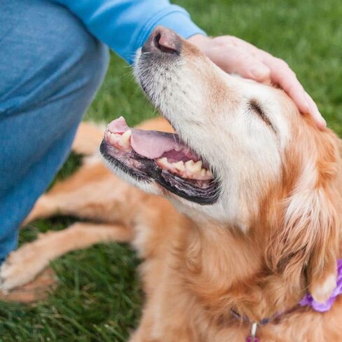 مكافآت الكلاب الخالية من الحبوب من Wellness CORE - 2 حزمة متنوعة من النكهات: (1) كل منها: مفاصل صحية من لحم البقر المطاطي المخبوز، ولحم البقر المعبأ بالطاقة من لحم الغزال المطاطي المتشنج (4-8 أونصات) in Kuwait