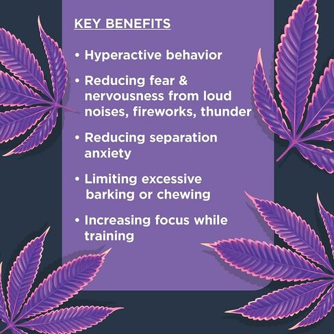 مكمل Nulo الوظيفي المهدئ للكلاب، مصنوع من بذور القنب العضوية وجذور أشواغاندا، يساعد على تقليل إجهاد الكلاب ويعزز السلوك المتوازن، 90 مضغًا ناعمًا in Kuwait