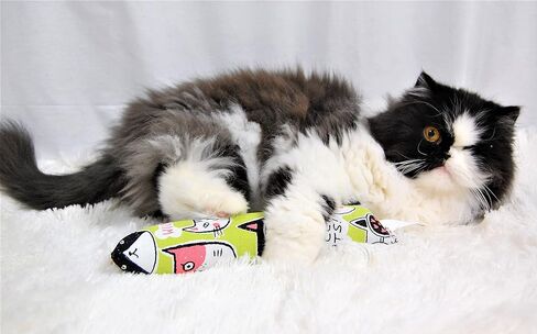 واي في بوينت لعبة عصا ركل للقطط مقاس 11 انش مع النعناع البري - عبوة من قطعتين - مادة قماشية متينة - قطن غير قابل للازالة والنعناع البري - بدون حشو - كاملة مع 5 كرات مجعدة in Kuwait