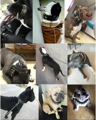 Sharp Spiked Dog Collar 2" Wide Leather Gold Rivet Studded with Airtag Case Durable Adjustable for Medium Breed Girl Boy Puppy Pet Pit Bull Bulldog Pugs Husky Rottweiler Black Large in Kuwait