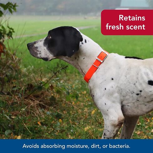 Water & Woods Waterproof Hound Dog Collar with Center Ring by Coastal Pet - Durable Dog Collar - Odor Resistant - Easy Self Untangling - Orange, Medium - 1" x 22" in Saudi Arabia
