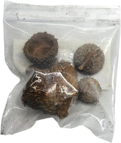 جوتشز فروجز اغطية بلوط ابيض (تتضمن 5 اغطية) in Kuwait