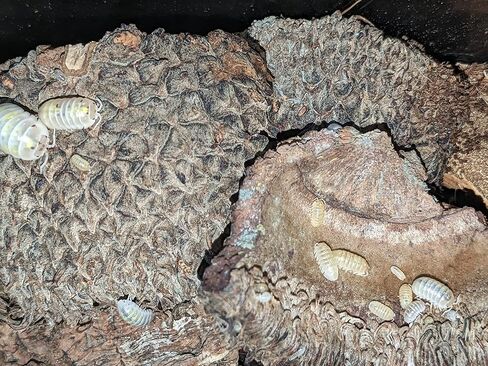 جوتشز فروجز اغطية بلوط ابيض (تتضمن 5 اغطية) in Kuwait