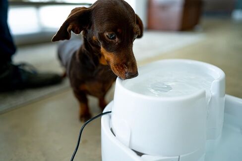 نافورة مياه عذبة كبيرة للكلاب والقطط من دوج ميت in Kuwait