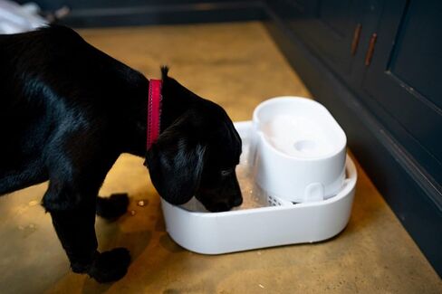 نافورة مياه عذبة كبيرة للكلاب والقطط من دوج ميت in Kuwait