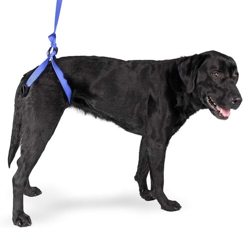 Up-n-Go Rear Support Lifting Harness for Dogs | Helps Dogs with Arthritis, Weakness, Joint Injuries Rehab | Adjustable Straps in Kuwait