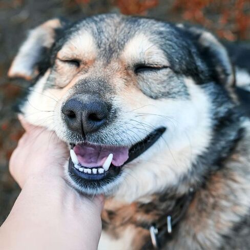 مكافآت تدريب الكلاب من Wellness Puppy Bites بنكهتين متنوعتين - (1) لكل منهما: سمك السلمون الضأن الناعم، وجزر الدجاج المقرمش (3-6 أونصة) - بالإضافة إلى لعبة الحبل وحزمة كتيب حقائق الحيوانات الممتعة in Kuwait
