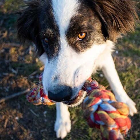 مكافآت تدريب الكلاب من Wellness Puppy Bites بنكهتين متنوعتين - (1) لكل منهما: سمك السلمون الضأن الناعم، وجزر الدجاج المقرمش (3-6 أونصة) - بالإضافة إلى لعبة الحبل وحزمة كتيب حقائق الحيوانات الممتعة in Kuwait