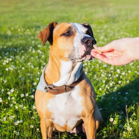 مكافآت تدريب الكلاب من Wellness Puppy Bites بنكهتين متنوعتين - (1) لكل منهما: سمك السلمون الضأن الناعم، وجزر الدجاج المقرمش (3-6 أونصة) - بالإضافة إلى لعبة الحبل وحزمة كتيب حقائق الحيوانات الممتعة in Kuwait