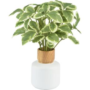 TOPSV نباتات صناعية داخلية، نباتات ديكور صناعي، ديكور أخضر لقطعة الطاولة المركزية، المطبخ، غرفة النوم، غرفة المعيشة، نباتات مكتبية للمكتب، الفندق، المقهى، المطعم in Kuwait