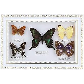 Wifehelper Exquisite Butterflies Insect Specimen Handmade Gift for Friends Home Decorate Ornament Butterfly Wall Art(White) in Kuwait