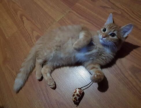Grab Bag Catnip 24 Pieces cat Toys Bag Size:Pack of 1 in Saudi Arabia