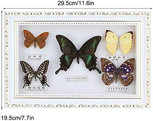 Wifehelper Exquisite Butterflies Insect Specimen Handmade Gift for Friends Home Decorate Ornament Butterfly Wall Art(White) in Kuwait