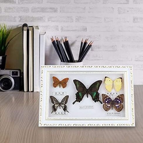 Wifehelper Exquisite Butterflies Insect Specimen Handmade Gift for Friends Home Decorate Ornament Butterfly Wall Art(White) in Kuwait