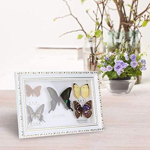 Wifehelper Exquisite Butterflies Insect Specimen Handmade Gift for Friends Home Decorate Ornament Butterfly Wall Art(White) in Kuwait
