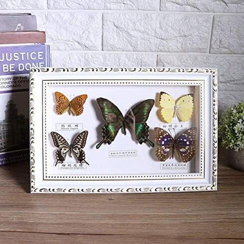 Wifehelper Exquisite Butterflies Insect Specimen Handmade Gift for Friends Home Decorate Ornament Butterfly Wall Art(White) in Kuwait