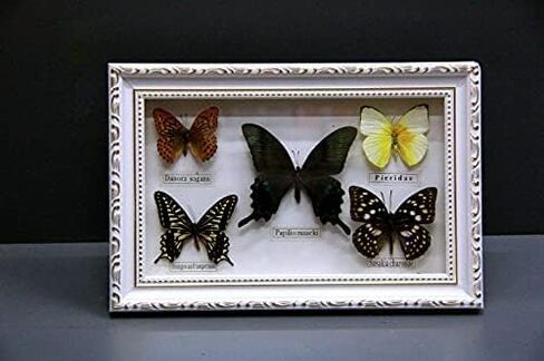 Wifehelper Exquisite Butterflies Insect Specimen Handmade Gift for Friends Home Decorate Ornament Butterfly Wall Art(White) in Kuwait