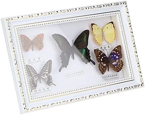Wifehelper Exquisite Butterflies Insect Specimen Handmade Gift for Friends Home Decorate Ornament Butterfly Wall Art(White) in Kuwait