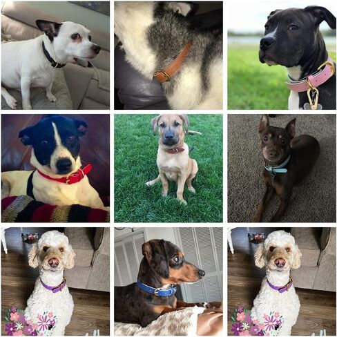 Hotlion طوق كلب من الجلد الطبيعي الأساسية الكلاسيكية لينة مبطن أطواق للحيوانات الأليفة قابل للتعديل للقطط هريرة جرو الكلاب الصغيرة المتوسطة الأزرق M in Kuwait