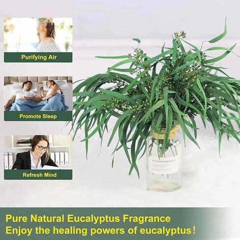 Professional Stem Seeded Eucalyptus - Preserved Greenery Branches for Shower, Wedding, and Home Decor in Saudi Arabia