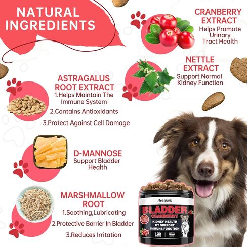 التوت البري للكلاب علاج التهاب المسالك البولية - ملحق صحة المسالك البولية والمثانة والكلى. مع Astragalus، D-Mannose، يدعم سلس البول، والتهابات المثانة والحصوات، ومشاكل الجهاز الهضمي، 120 مضغًا in Kuwait