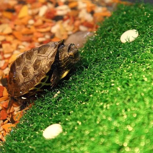 منصة استراحة السلحفاة، منصة استراحة السلحفاة، سلم تسلق السلحفاة في الحديقة، شرفة استراحة السلحفاة للضفدع الزواحف in Kuwait