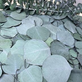 300+ Pcs Dried Real Eucalyptus Leaves, 100% Natural Preserved Bulk Silver Dollar Eucalyptus Green Leaves, Biodegradable Confetti for Weeding, DIY Wreath Baby Shower Cake Decor in Kuwait