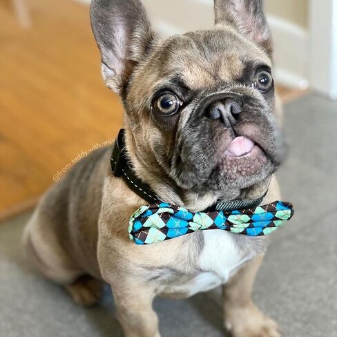 Huxley & Kent Bow Tie for Pets | Teal Argyle (Large) | Bow Tie Collar Attachment | Fun Bow Ties for Dogs & Cats | Cute, Comfortable, and Durable | H&K Bow Tie in Kuwait
