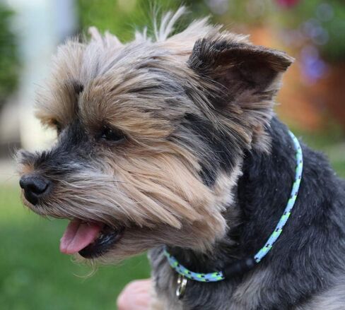 National Leash Thin Mountain Rope Dog ID Collar - Blue Eyes -XS/Toy Size (6"-12") - The Original Snickers Collar in Saudi Arabia