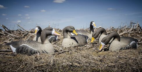 Higdon Outdoors Full Size Half Shell Decoy, Speck in Saudi Arabia