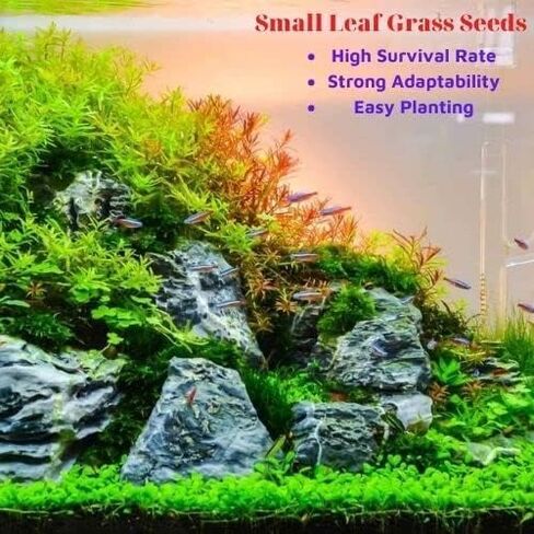 MISUHALOU 3 عبوات من عشب حوض السمك وعشب الماء، وعشب نبات حوض السمك، وسهل النمو لحوض السمك ونباتات المياه وخزان أسماك العشب in Kuwait