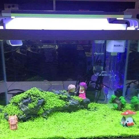 MISUHALOU 3 عبوات من عشب حوض السمك وعشب الماء، وعشب نبات حوض السمك، وسهل النمو لحوض السمك ونباتات المياه وخزان أسماك العشب in Kuwait