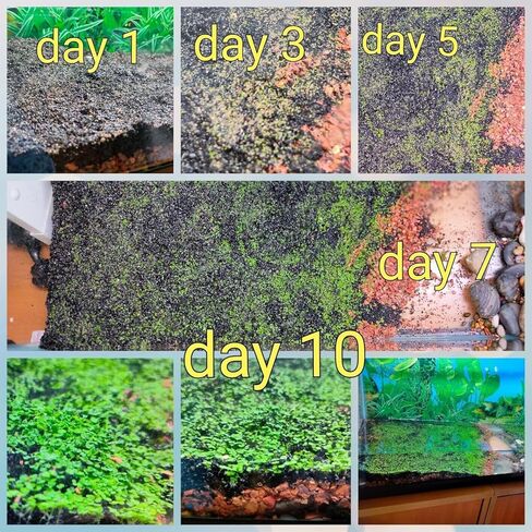 MISUHALOU 3 عبوات من عشب حوض السمك وعشب الماء، وعشب نبات حوض السمك، وسهل النمو لحوض السمك ونباتات المياه وخزان أسماك العشب in Kuwait