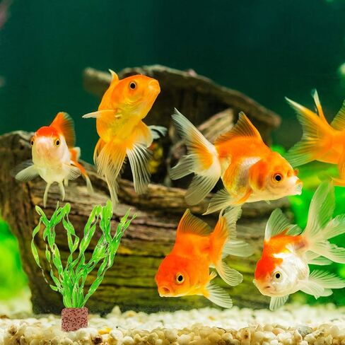 Balacoo 10pcs Water Plant Fixed Ring, Practical Durable Water Plant Fixed Ring Tool Decor Holder for Aquarium Fish Tank in Saudi Arabia