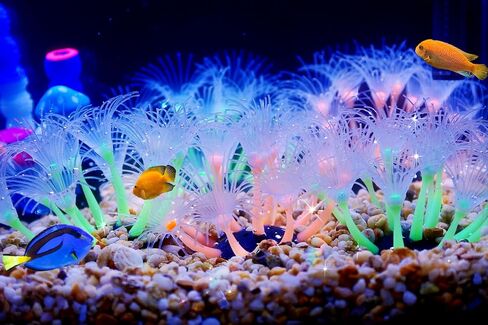 نباتات حوض السمك إيموشنلايت، ديكورات راتنج حوض السمك الاصطناعي ديكور جربر أبيض وبرتقالي، عبوة واحدة in Kuwait