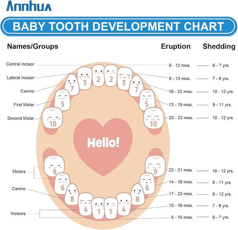 Annhua Tooth Fairy Box Baby Tooth Box for Girls, Tooth Holders for Kids Keepsake Umbilical Cord Keepsake Box - Storing 20 Shed Milk Teeth, Fetal Hair and Recording Baby Information in Saudi Arabia