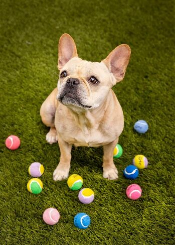 Midlee Mini 1.5" Squeaky Dog Tennis Balls- Pink- Set of 6 in Saudi Arabia