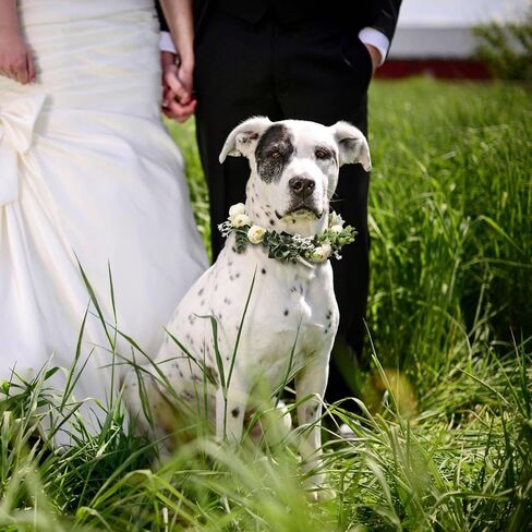 Dog Wedding Flower Collar Dog Flower Crown Wedding Adjustable Green Eucalyptus Leaf Flower Wreath for Home Wedding Birthday Party Decor in Kuwait