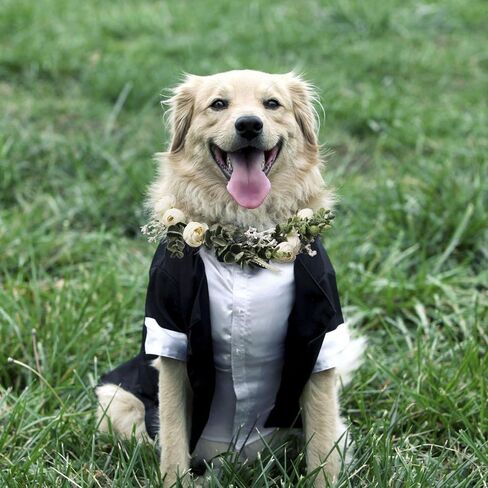 Dog Wedding Flower Collar Dog Flower Crown Wedding Adjustable Green Eucalyptus Leaf Flower Wreath for Home Wedding Birthday Party Decor in Kuwait