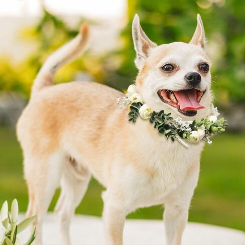 Dog Wedding Flower Collar Dog Flower Crown Wedding Adjustable Green Eucalyptus Leaf Flower Wreath for Home Wedding Birthday Party Decor in Kuwait