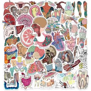 50PCS Anatomy Aesthetics Stickers,Human Anatomy,Body Part,Skeleton Waterproof Vinyl Decals,for Water Bottles,Laptops,Scrapbooks,Suitcases,Phone,Bumper,Car,Doctor Nurse Students Anatom Graduation Gift in Kuwait